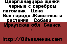 Цвергшнауцера щенки черные с серебром питомник › Цена ­ 30 000 - Все города Животные и растения » Собаки   . Иркутская обл.,Саянск г.